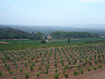 desclans-vineyards